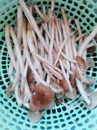 茶树菇瘦肉汤的做法步骤2